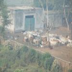 Vraj-Yatra-2014- (99)